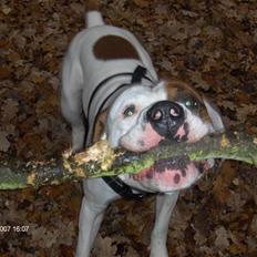 Amerikansk bulldog Rocco