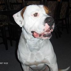 Amerikansk bulldog Rocco