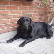 Labrador retriever sara