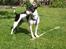 Dansk svensk gaardhund Eddie R.I.P. min dreng... - Er jeg ik´ dygtig til de pinde???