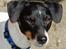 Dansk svensk gaardhund Eddie R.I.P. min dreng... - Eddie den smukke dreng.