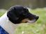 Dansk svensk gaardhund Eddie R.I.P. min dreng... - Smukke mig i profil... (Fotograf: Maria Diling)