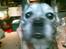 Blanding af racer Buster R.I.P.