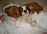 Cavalier king charles spaniel Molly - SNOOORK! så tager Molly sig lige en slapper (;