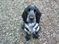 Cocker spaniel pluto - nyt den 26 december 2007( dejlig hund:)
