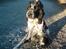 Cocker spaniel pluto - nyt* d 4/11/2007