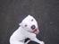 Amerikansk bulldog Plet