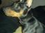 Dvaergpinscher Diego - R.I.P - Ja, hvad er der?