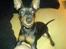 Dvaergpinscher Diego - R.I.P - kom nu kom nu kom nu