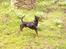 Dvaergpinscher Diego - R.I.P - se mig, se mig...