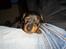 Dvaergpinscher Diego - R.I.P - mor fanget, muhah