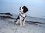 Cavalier king charles spaniel Tikka - Tikka<3 På stranden - det kunne hun godt lide! :D