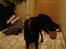 Dobermann Jagger(død):(