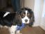 Cavalier king charles spaniel Boffi