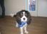 Cavalier king charles spaniel Boffi - hvordan går det?*S*