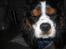 Cavalier king charles spaniel Boffi - hehe, boffi(;