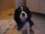 Cavalier king charles spaniel Boffi - hej med dig min ven.