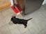 Cavalier king charles spaniel Thyhom´s Karbon