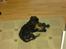 Cavalier king charles spaniel Thyhom´s Karbon