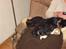 Cavalier king charles spaniel Thyhom´s Karbon