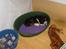 Cavalier king charles spaniel Thyhom´s Karbon