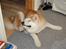 Akita inu Silver - "Kløøøøøør!!"