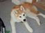 Akita inu Silver - "Er jeg ikke nuttet???"