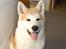 Akita inu Silver - "Silver, the Movie Star!"