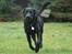 Labrador retriever                     Freja