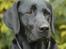 Labrador retriever                     Freja