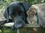 Labrador retriever                     Freja