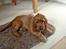 Cocker spaniel Sille