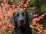 Labrador retriever                     Freja