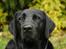 Labrador retriever                     Freja
