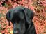 Labrador retriever                     Freja