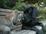Labrador retriever                     Freja