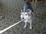 Siberian husky R.I.P Kimik´s Dinna - Ej hvor jeg bare trækker i den snor
