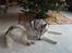 Siberian husky R.I.P Kimik´s Dinna