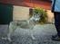Siberian husky R.I.P Kimik´s Dinna - Står jeg ikke bare flot?