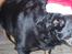 Blanding af racer sandy *R.I.P* - FARVEL....!