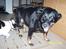 Blanding af racer sandy *R.I.P* - Nogen der gider flytte den der hundehvalp??