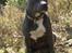 Staffordshire bull terrier Blue Blazer Girl
