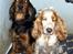 Cocker spaniel Lady og Vagabonden