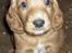 Cocker spaniel Lady og Vagabonden