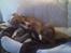 Cocker spaniel trunte - hvad laver hun dog ...