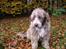 Bearded collie Bounty R.I.P - Det sidste billede taget af Bounty nov. 07.... stadig en smuk gammel dreng. 