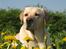 Labrador retriever Max