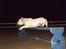 Labrador retriever Ludvig R.I.P