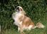 Chihuahua Caspar aka Rangeren