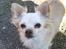 Chihuahua Micki aka Mimi - Micki har lige gravet ben ned:o)